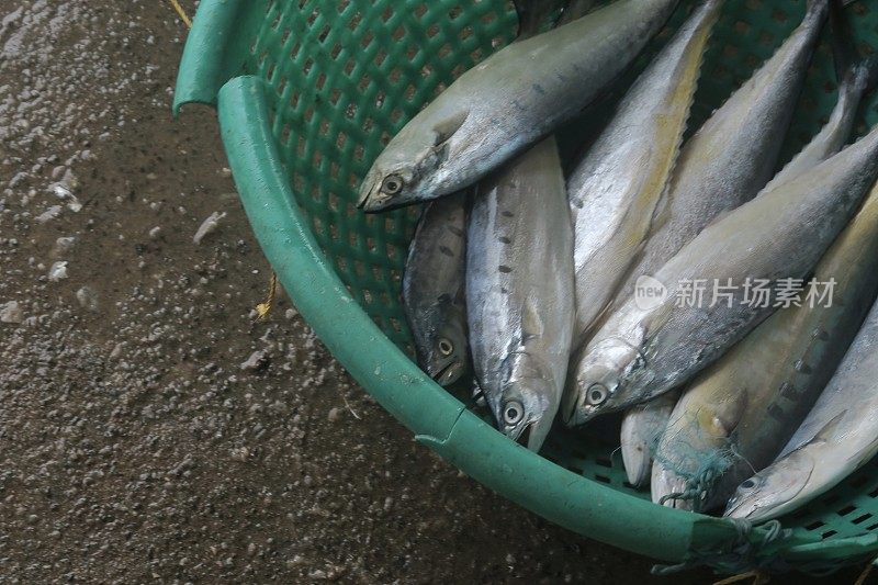 南印度喀拉拉邦科钦(Kochi / Cochin)的海鲜鱼市图片，新鲜捕捞的来自阿拉伯海的小型海洋鲑鲭鱼，装在绿色和红色的穿孔桶里，为印度的客户出售和烹饪
